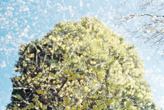 Large top of fluffy green tree filled with pollen on bright, sunny spring day
