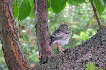 little sparrow chick