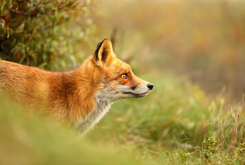Naklejka na ściany i meble Close up of a red fox in a meadow