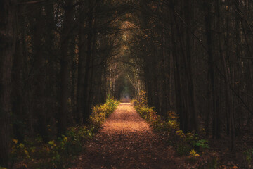 Erleuchteter Weg durch den dunklen Wald