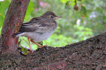 little sparrow chick