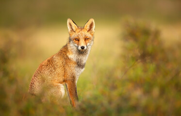 Young red fox in autumn against yellow background