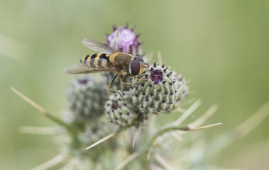 Syrphus species dipterous of the family of the hover flies with the appearance of a bee although it is a fly perched on a purple thistle on an unfocused green background