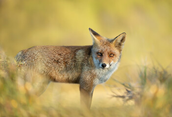 Close up of a red fox against clear background