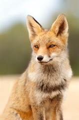 Portrait of a red fox in summer against clear background.