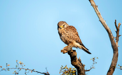 Common kestrel perched in a tree against blue sky