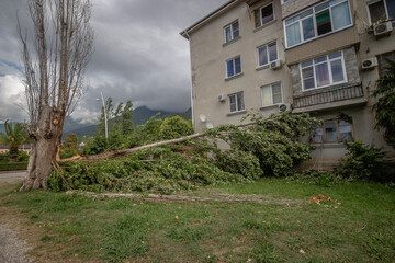 the city of Gagra, Abkhazia. beautiful urban nature of the southern city