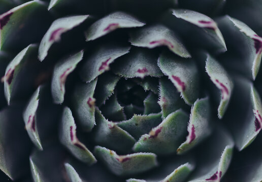Detail of a cactus