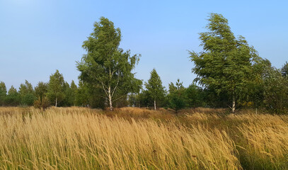 Beautiful autumn landscape with herbs and birches