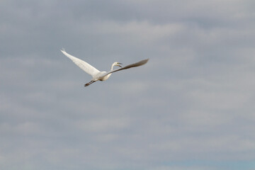 Heron in flight