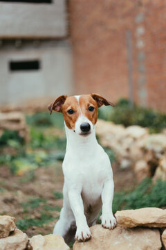 dog enjoying in the garden