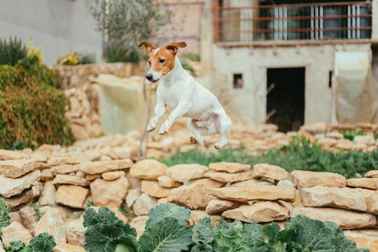dog enjoying in the garden