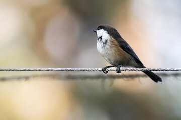Siberian tit