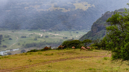 view of camels on the mountains 