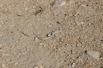 Snake on the land.