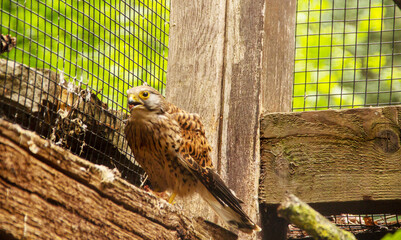 The common kestrel is a bird of prey species belonging to the kestrel group of the falcon family...