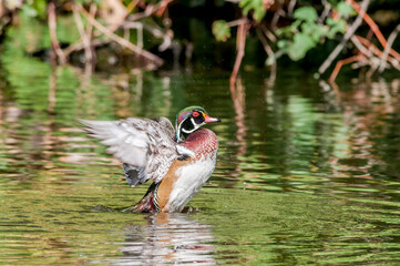 Wood Duck (Aix sponsa) drake in Los Angeles County arboretum, Los Angeles, California, USA