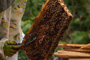 bees in the hive