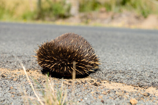 echidna hiding on the road, Tasmania