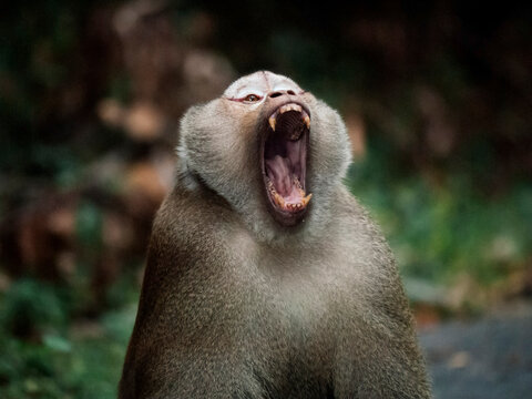 Rhesus Macaque displaying his canines