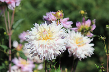 bright beautiful flowers in  botanical garden