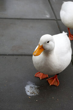 Give food or I""ll shit on your terrace too