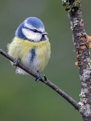 Blue tit