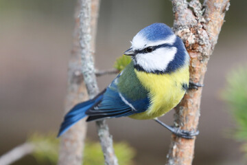 Blue tit