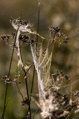 Spider webs covered with drops of mist on dry twigs, close up selective focus view with blurred forest background at a sunny morning, vertical.