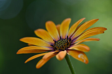 Makroaufnahme von gelb orange blühende Margerite mit grünem Hintergrund