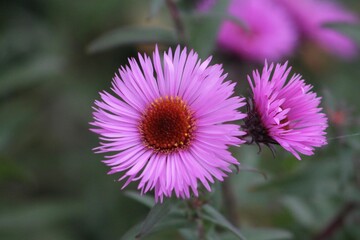 Fototapeta premium bee on flower