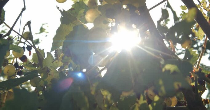 Vineyard grape with noble rot close-up, anamorphic slowmotion handheld 4K