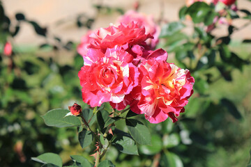 bright beautiful flowers in  botanical garden