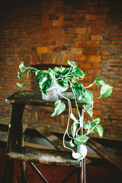 Plant as decoration