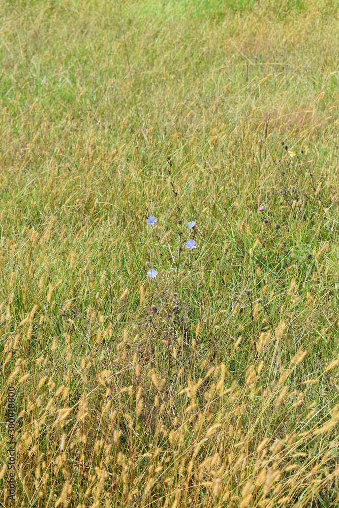 Canvas Prints Field Grass