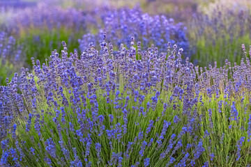 Obraz premium Lavender field in Provence