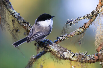 Willow tit 