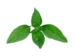 Sweet Basil leaves on white background.