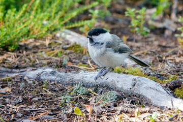 Willow tit 
