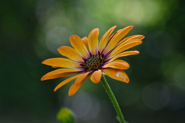 Makroaufnahme von gelb orange blühende Margerite mit grünem Hintergrund