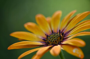 Makroaufnahme von gelb orange blühende Margerite mit grünem Hintergrund