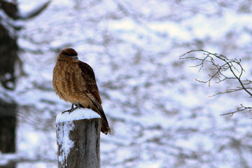 photo of a Chimango Caracara (Milvago chimango)perched on a wooden log over the snow. ushuaia Argentina