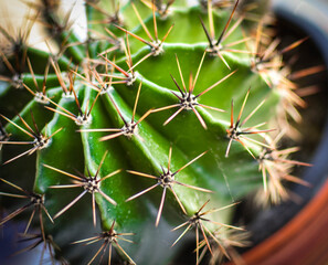 cactus close up