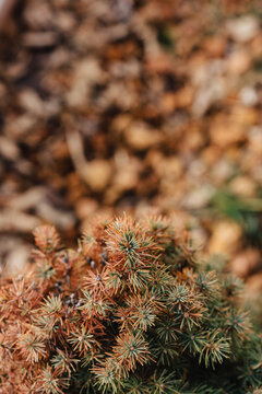 Small dried pine tree that is half orange and half green outside in winter.