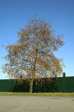 Alder tree bearing flowers