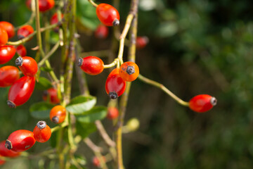 Obraz premium Hagebutte