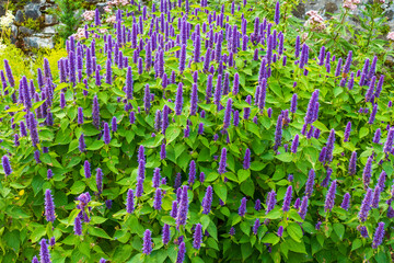 lila Duftnessel, Anise Hyssopa im Garten