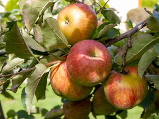 apples on tree