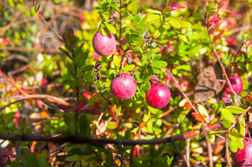 Ripening cranberries.