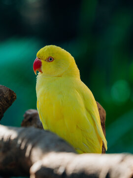 red-crowned parakeet
